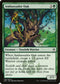 Ambassador Oak (158) [Masters 25]