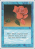Mana Short [Fourth Edition]