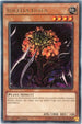 Ibicella Lutea (IGAS-EN027) [Ignition Assault]