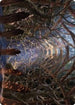 Skemfar Elderhall Art Card (73) [Art Series: Kaldheim]
