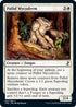 Pallid Mycoderm (31) [Time Spiral: Remastered]