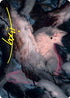 Mila, Crafty Companion Art Card (Gold-Stamped Signature) (34) [Art Series: Strixhaven]