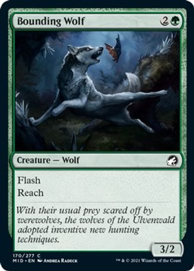 Bounding Wolf (170) [Innistrad: Midnight Hunt]