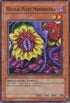 Magical Plant Mandragola (SDSC-EN012) [Structure Deck: Spellcaster's Command]