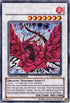 Black Rose Dragon (CT05-EN003) [2008 Collectors Tin]