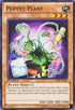 Puppet Plant (YSKR-EN022) [Starter Deck: Kaiba Reloaded]