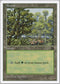 Forest (Arena) (84) [Anthologies]